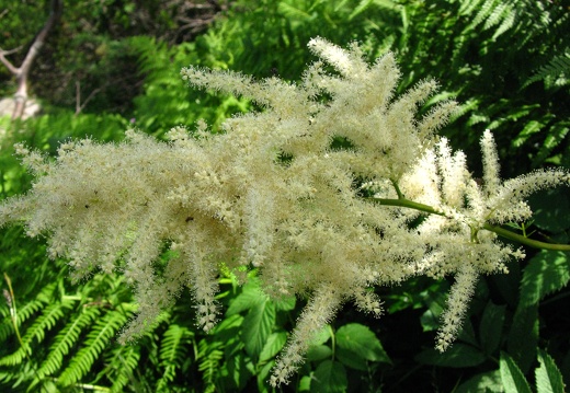 Aruncus dioïcus