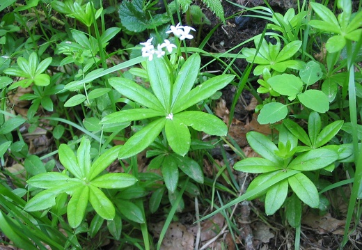 Asperula odorata