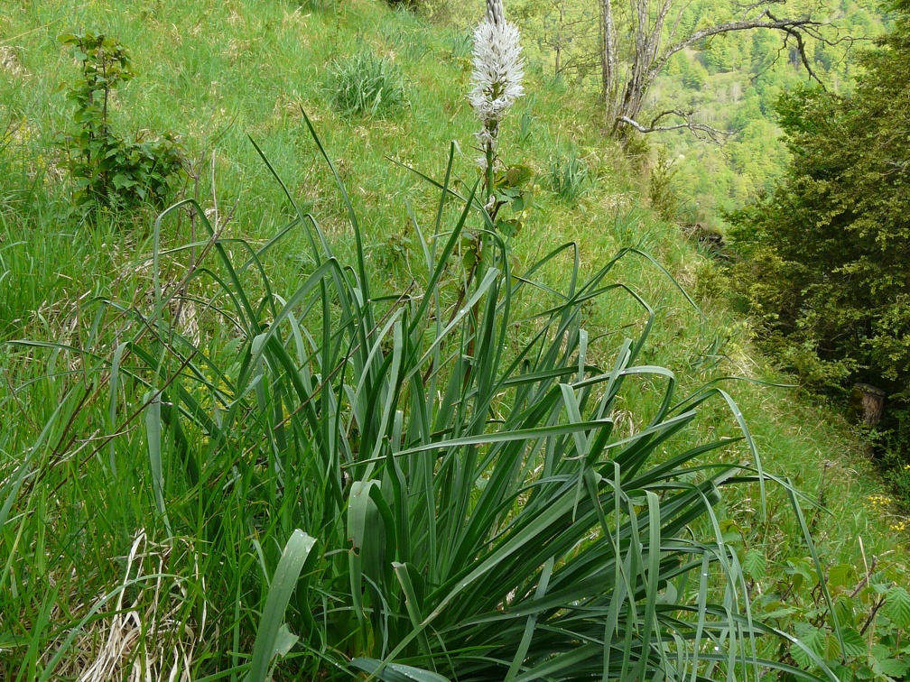 Asphodelus albus