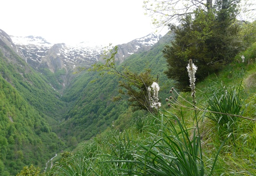 Asphodelus albus