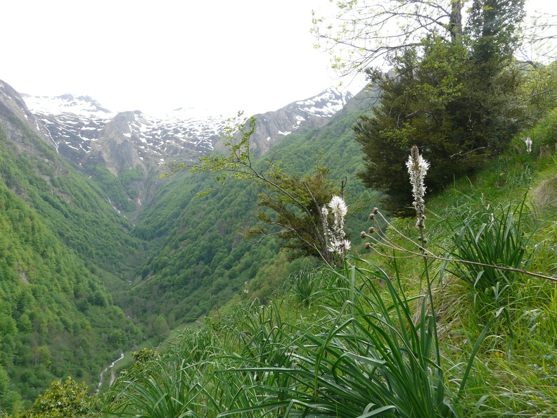 Asphodelus albus2.JPG