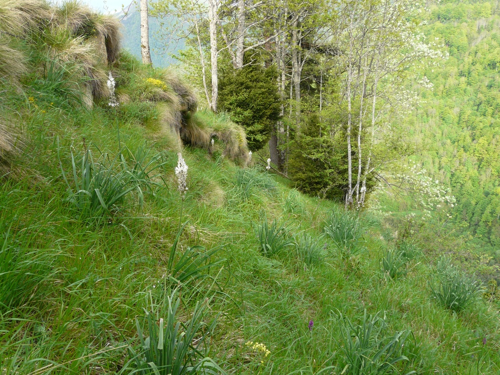 Asphodelus albus