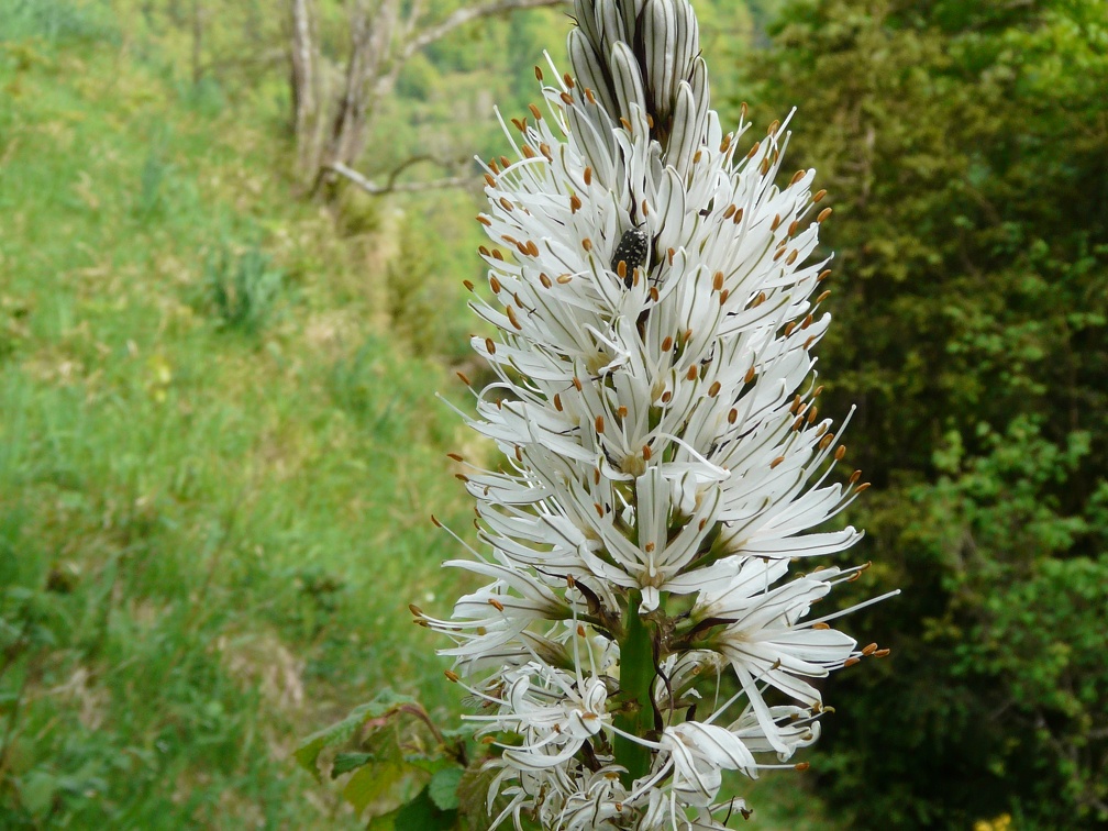 Asphodelus albus