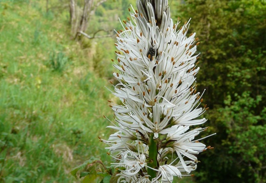 Asphodelus albus