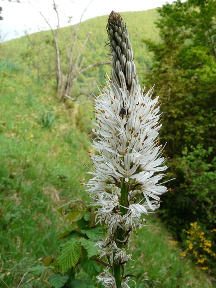 Asphodelus albus4.JPG
