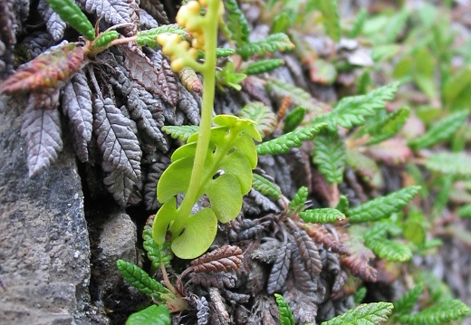 Botrychium lunaria