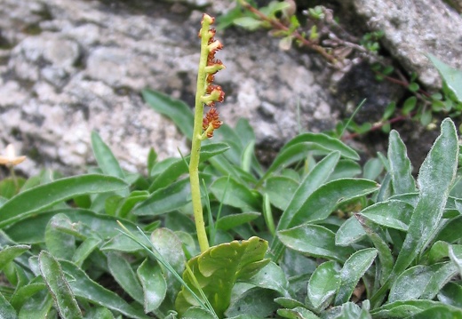 Botrychium lunaria