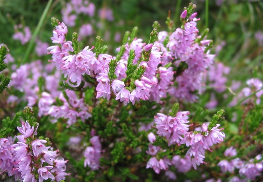 Calluna vulgaris
