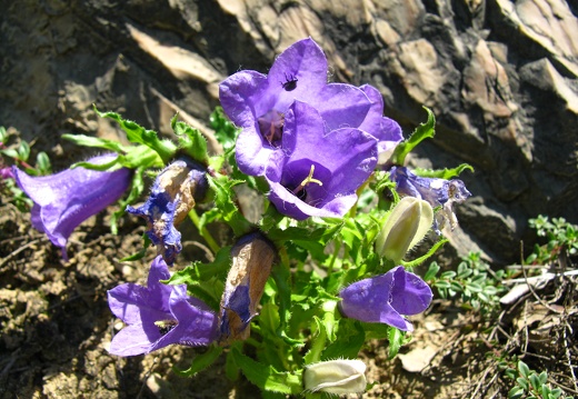 Campanula speciosa