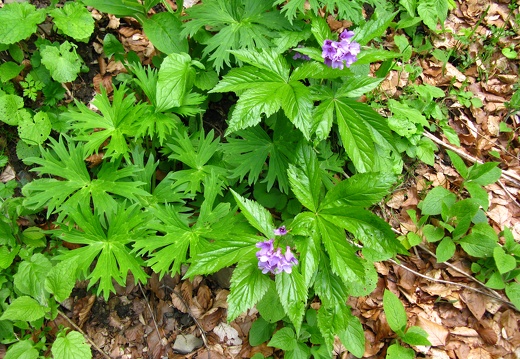 Cardamine pentaphyllos