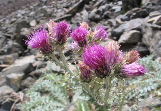 Carduus carlinoïdes