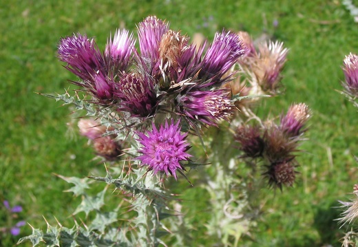 Carduus carlinoïdes