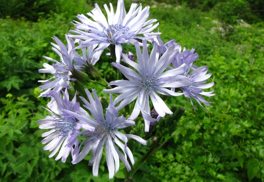 Cicerbita plumieri