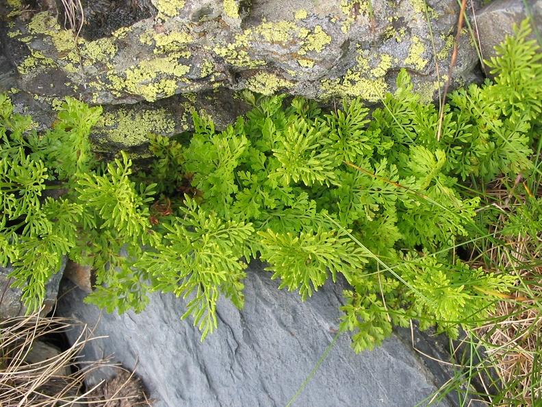 Cryptogramma crispa.jpg