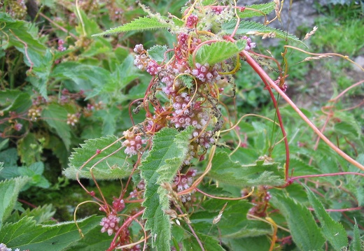 Cuscuta