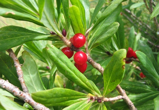 Daphne mezereum