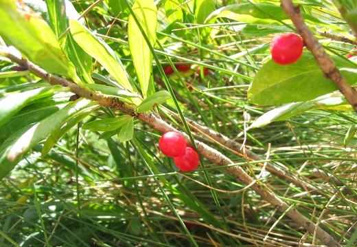 Daphne mezereum