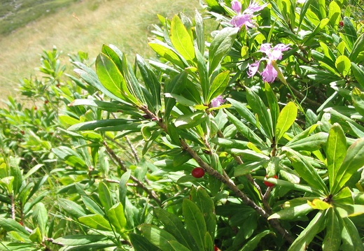 Daphne mezereum