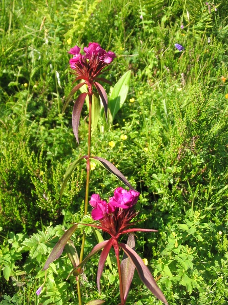 Dianthus barbatus1.jpg