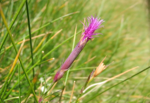 Dianthus monspessulanus