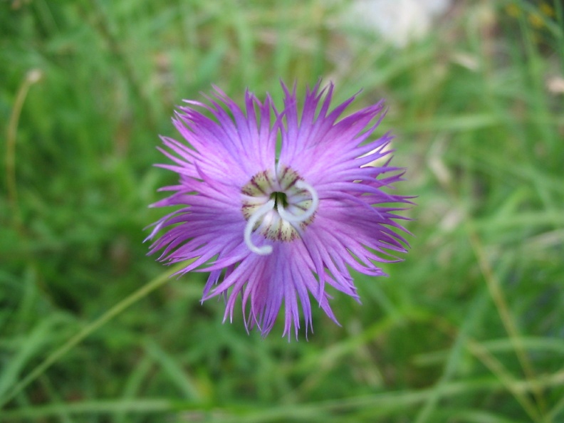 Dianthus monspessulanus 3.jpg