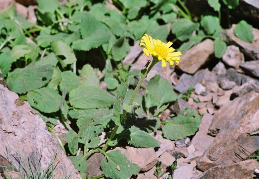Doronicum austriacum