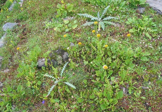 Doronicum grandiflorum