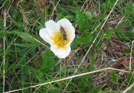Dryas octopetala