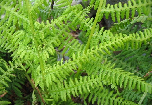 Dryopteris submontana