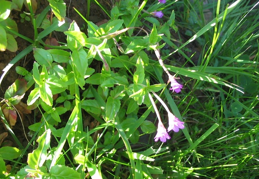 Epilobium duriaei
