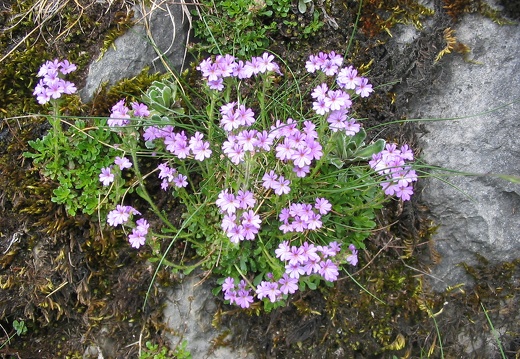 Erinus alpinus