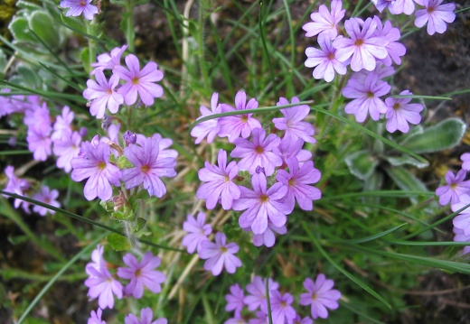 Erinus alpinus