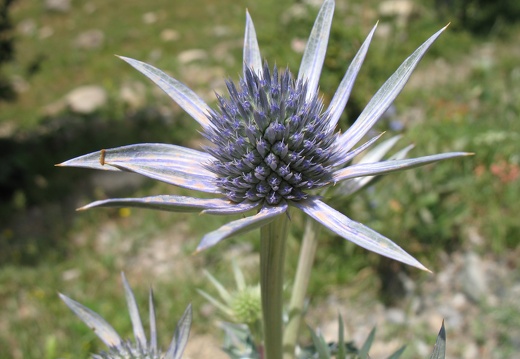 Eryngium bourgatii