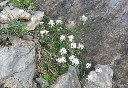 Hutchinsia alpina