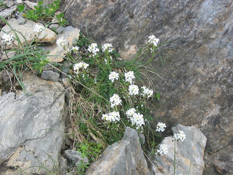Hutchinsia alpina