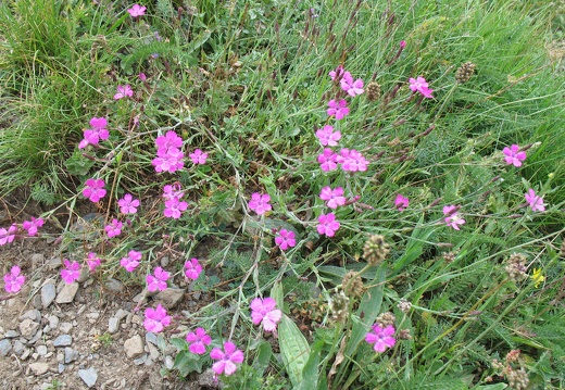 Dianthus