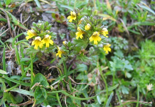 Euphrasia minima