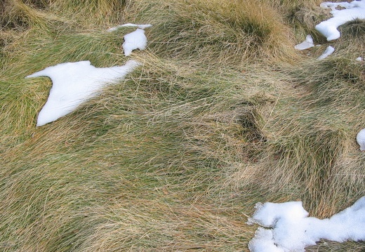 Festuca eskia