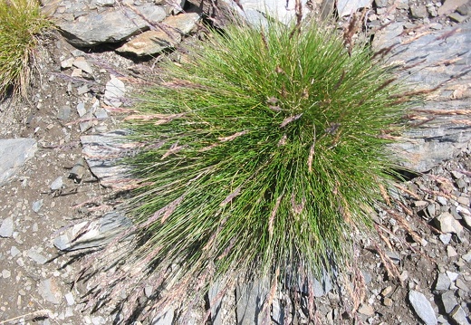 Festuca glauca