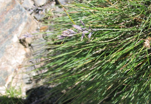Festuca glauca