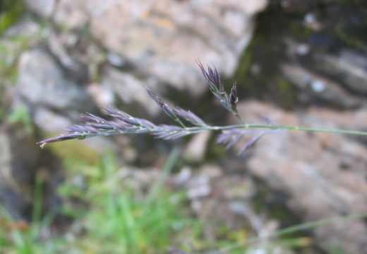 Festuca glauca