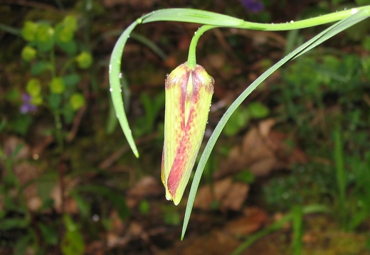 Fritillaria pyrenaica