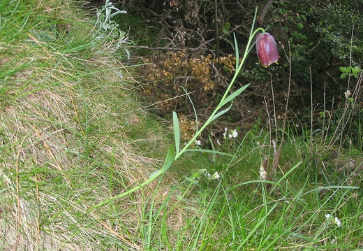 Fritillaria pyrenaica