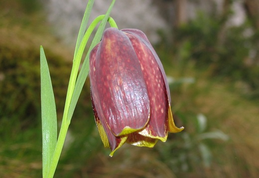 Fritillaria pyrenaica