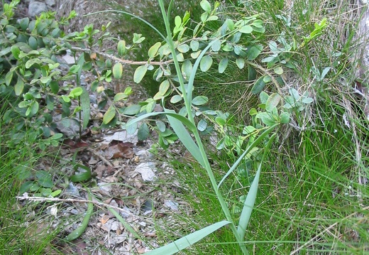 Fritillaria pyrenaica