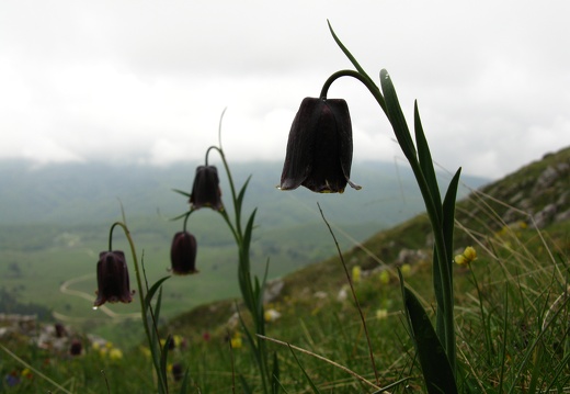 Fritillaria pyrenaica
