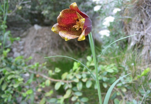 Fritillaria pyrenaica