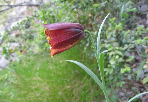Fritillaria pyrenaica