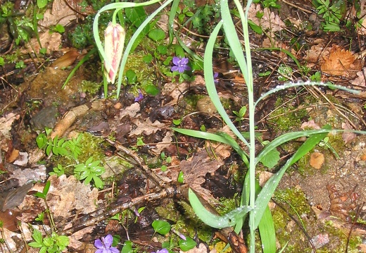 Fritillaria nigra-JV (4)