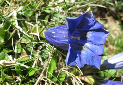 Gentiana acaulis